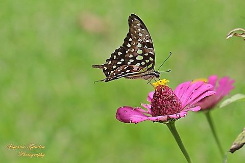 The Tailed Jay Butterfly, Graphium agamemnon - "sucking nectar on the Zinnia flower"  Geotagged,Graphium agamemnon,Indonesia,Summer,Tailed Jay