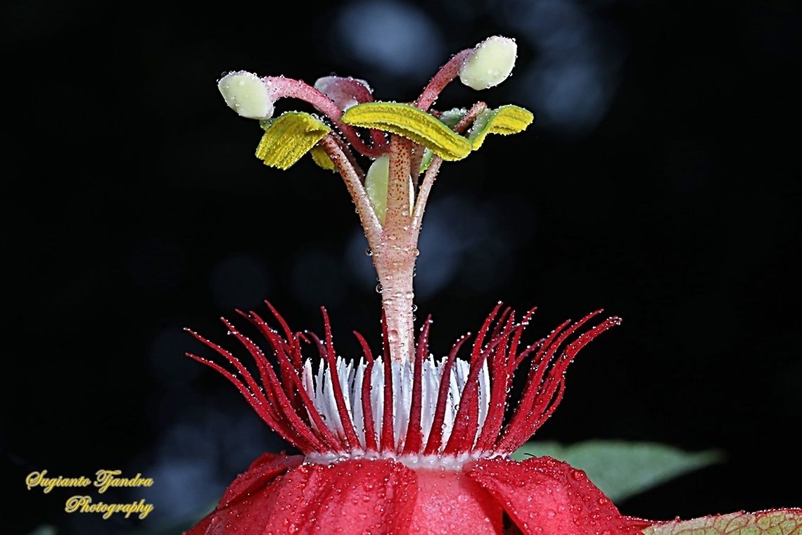 The Crown of Crimson Passion Flower, Passiflora Vitifolia (Passifloraceae)  Crimson passion flower,Geotagged,Indonesia,Passiflora vitifolia,Summer