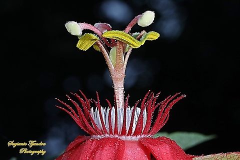 The Crown of Crimson Passion Flower, Passiflora Vitifolia (Passifloraceae)  Crimson passion flower,Geotagged,Indonesia,Passiflora vitifolia,Summer