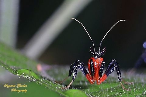 Kung Fu Mantis - Orchid Mantis (Hymenopus coronatus)  Geotagged,Hymenopus coronatus,Indonesia,Malaysian Orchid Mantis,Summer