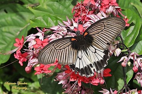 Great Mormon Butterfly, Papilio memnon memnon f. hiera (Papilionidae) - female upperside  Geotagged,Great Mormon,Indonesia,Papilio memnon,Summer
