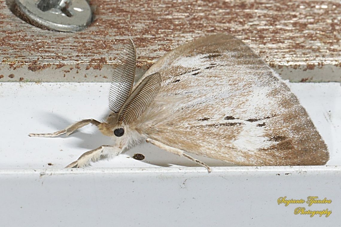 Tussock Moth  Geotagged,Indonesia,Summer