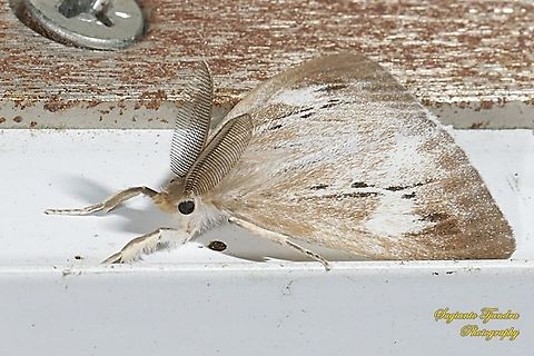 Tussock Moth  Geotagged,Indonesia,Summer
