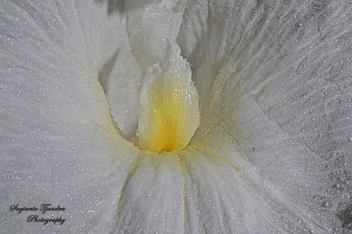 Crepe Ginger flowers, Costaceae - "close-up"  Cheilocostus  speciosus,Crêpe Ginger,Geotagged,Indonesia,Summer