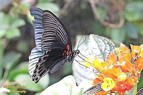 Great Mormon Butterfly, Papilio Memnon Memnon "sucking nectar on the  sunset bells flowers (Chrysothemis pulchella)" - Male  Geotagged,Great Mormon,Indonesia,Papilio memnon,Summer