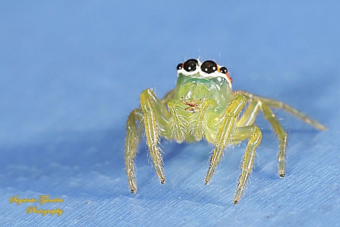 Jumping Spider  Geotagged,Indonesia,Summer