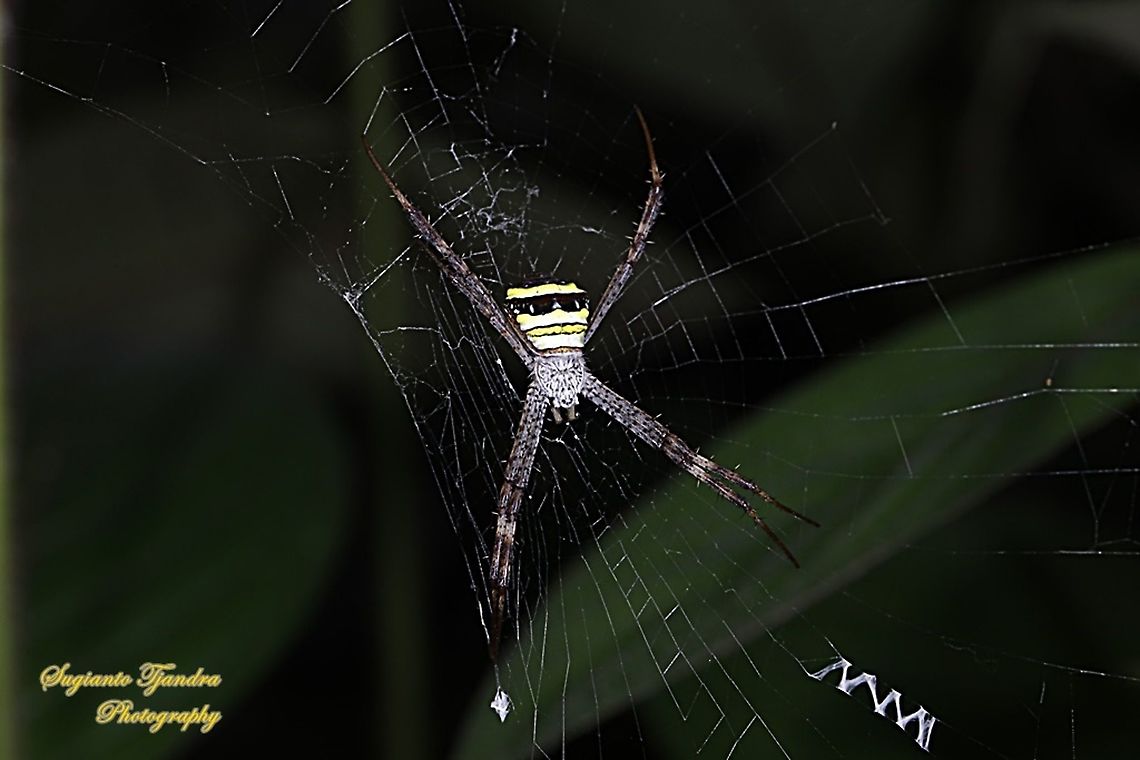 Orb-weaver spider, Argiope Anasuja  Argiope anasuja,Geotagged,Indonesia,Signature Spider,Summer