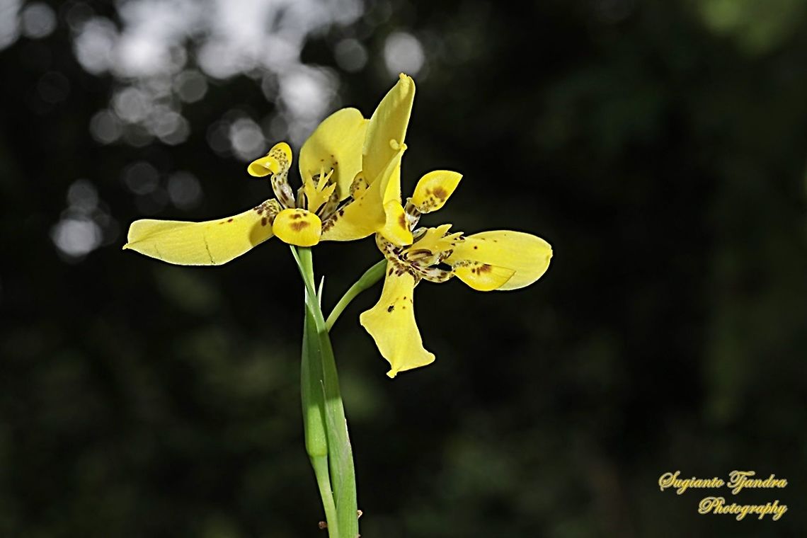 Airis flower, Iris Sp, Iridaceae  Geotagged,Indonesia,Summer