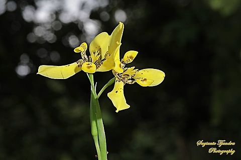 Airis flower, Iris Sp, Iridaceae  Geotagged,Indonesia,Summer