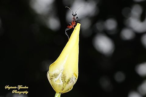 Kung Fu Mantis - Orchid Mantis (Hymenopus coronatus) on the top of Airis flower bud  Geotagged,Hymenopus coronatus,Indonesia,Malaysian Orchid Mantis,Summer
