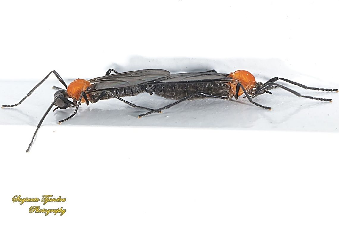 Lovebug/March flies, Plecia nearctica Sp, Bibionidae - "Mating"  Geotagged,Indonesia,Plecia nearctica,Summer,love bugs