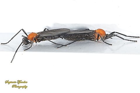 Lovebug/March flies, Plecia nearctica Sp, Bibionidae - "Mating"  Geotagged,Indonesia,Plecia nearctica,Summer,love bugs