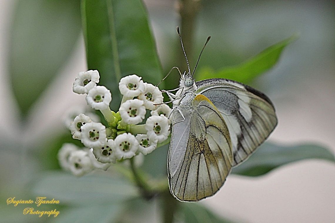 Striped Albatross Butterfly, Appias olferna olferna  Appias olferna,Eastern striped albatross,Geotagged,Indonesia,Summer