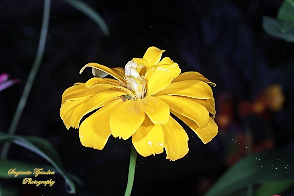 Yellow Zinnia flower  Geotagged,Indonesia,Summer