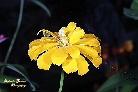 Yellow Zinnia flower  Geotagged,Indonesia,Summer