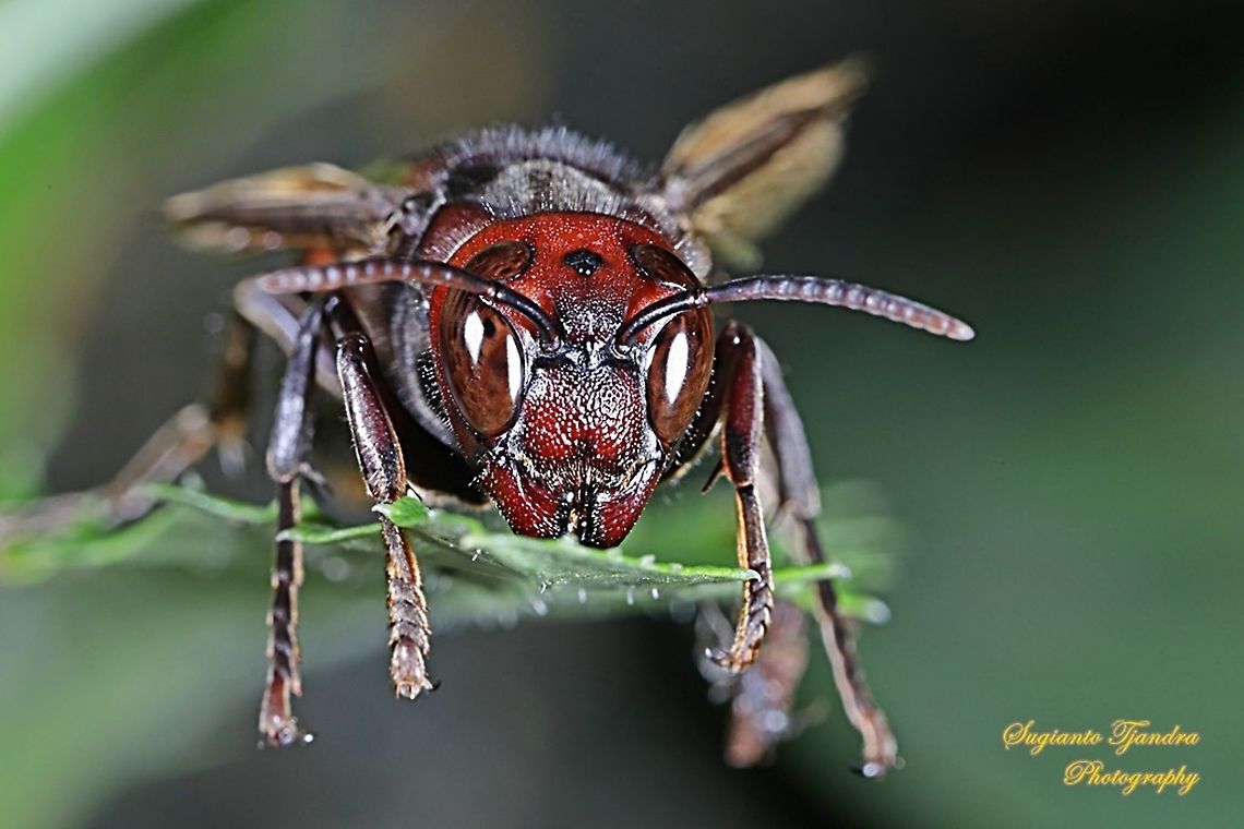 Yellow-vented hornet, Vespa Analis  Geotagged,Indonesia,Summer,Vespa analis