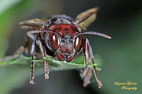 Yellow-vented hornet, Vespa Analis  Geotagged,Indonesia,Summer,Vespa analis