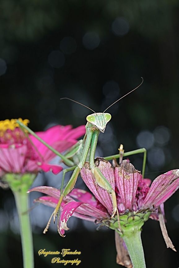 Praying Mantis/Giant Asian Mantis (Hierodula Sp)  Geotagged,Indonesia,Summer