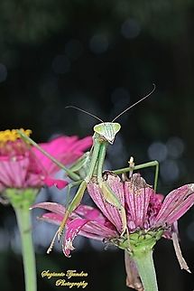 Praying Mantis/Giant Asian Mantis (Hierodula Sp)  Geotagged,Indonesia,Summer