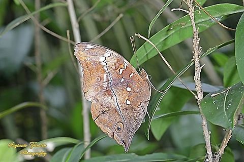 Autumn leaf butterfly, Doleschallia bisaltide (lowerside)  Autumn leaf,Doleschallia bisaltide,Geotagged,Indonesia,Summer