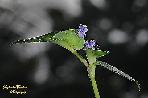 The Exotic Rooster flower of weeds  Geotagged,Indonesia,Summer