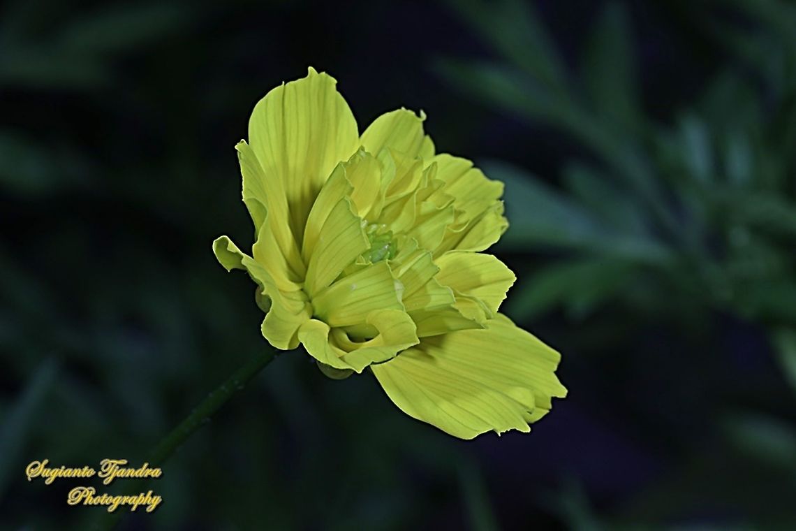 Yellow Cosmos (Cosmos sulphureus)  Cosmos sulphureus,Geotagged,Indonesia,Summer,Yellow Cosmos