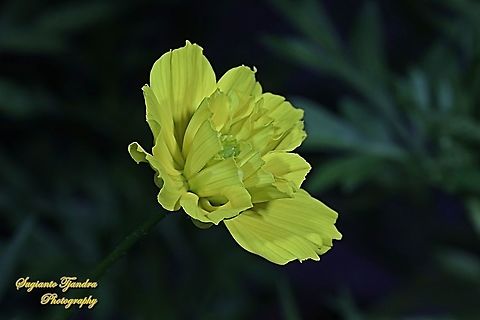 Yellow Cosmos (Cosmos sulphureus)  Cosmos sulphureus,Geotagged,Indonesia,Summer,Yellow Cosmos