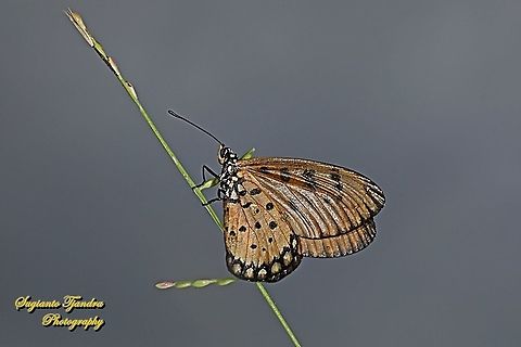 Tawny Coster Butterfly, Acraea terpsicore Linnaeus  Acraea terpsicore,Geotagged,Indonesia,Summer,Tawny coster
