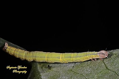 Caterpillar  Geotagged,Indonesia,Summer