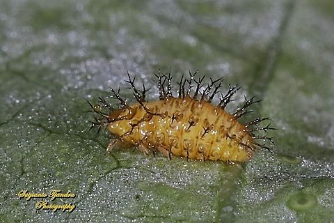 Lady Beetle larva, Epilachninae, Coccinellidae  Geotagged,Indonesia,Summer