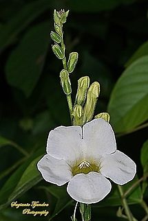 Heart-Leaf Priva, Priva cordifolia (Verbena family)  Geotagged,Heart-leaf Velvet Bur,Indonesia,Priva cordifolia,Summer