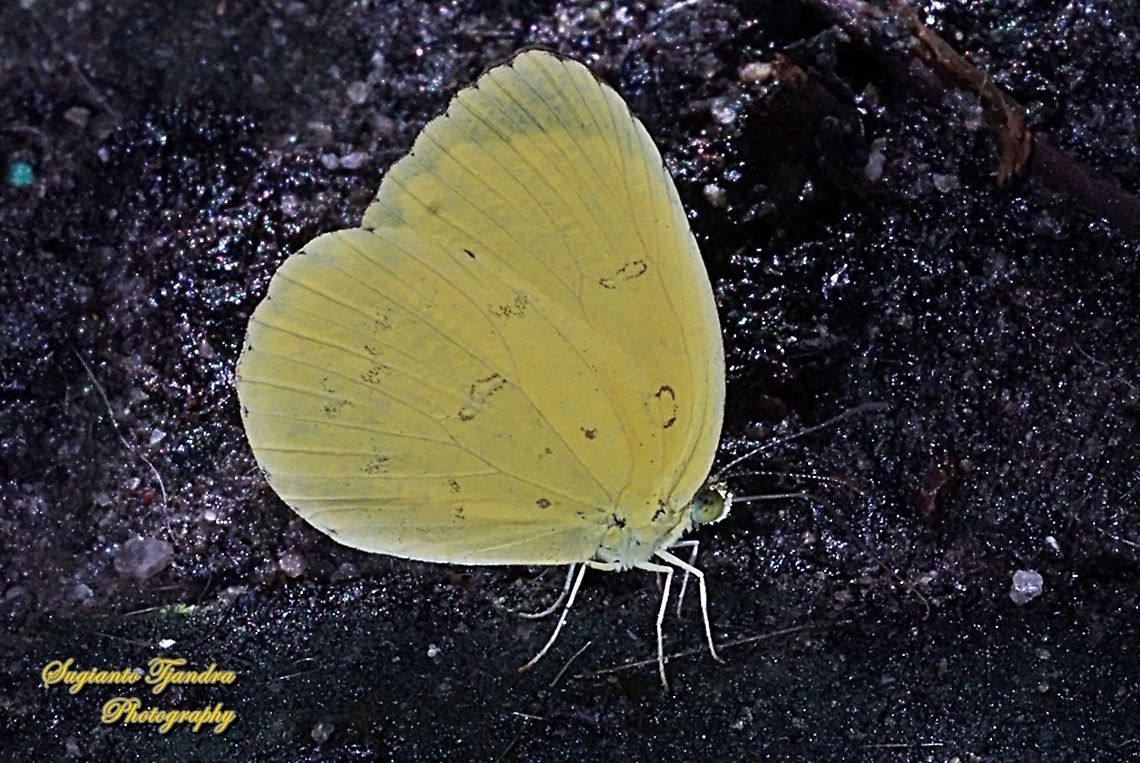 Common grass yellow, Eurema hecabe  Common Grass Yellow,Eurema hecabe,Geotagged,Indonesia,Summer
