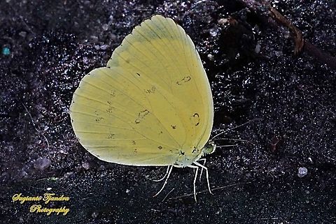Common grass yellow, Eurema hecabe  Common Grass Yellow,Eurema hecabe,Geotagged,Indonesia,Summer