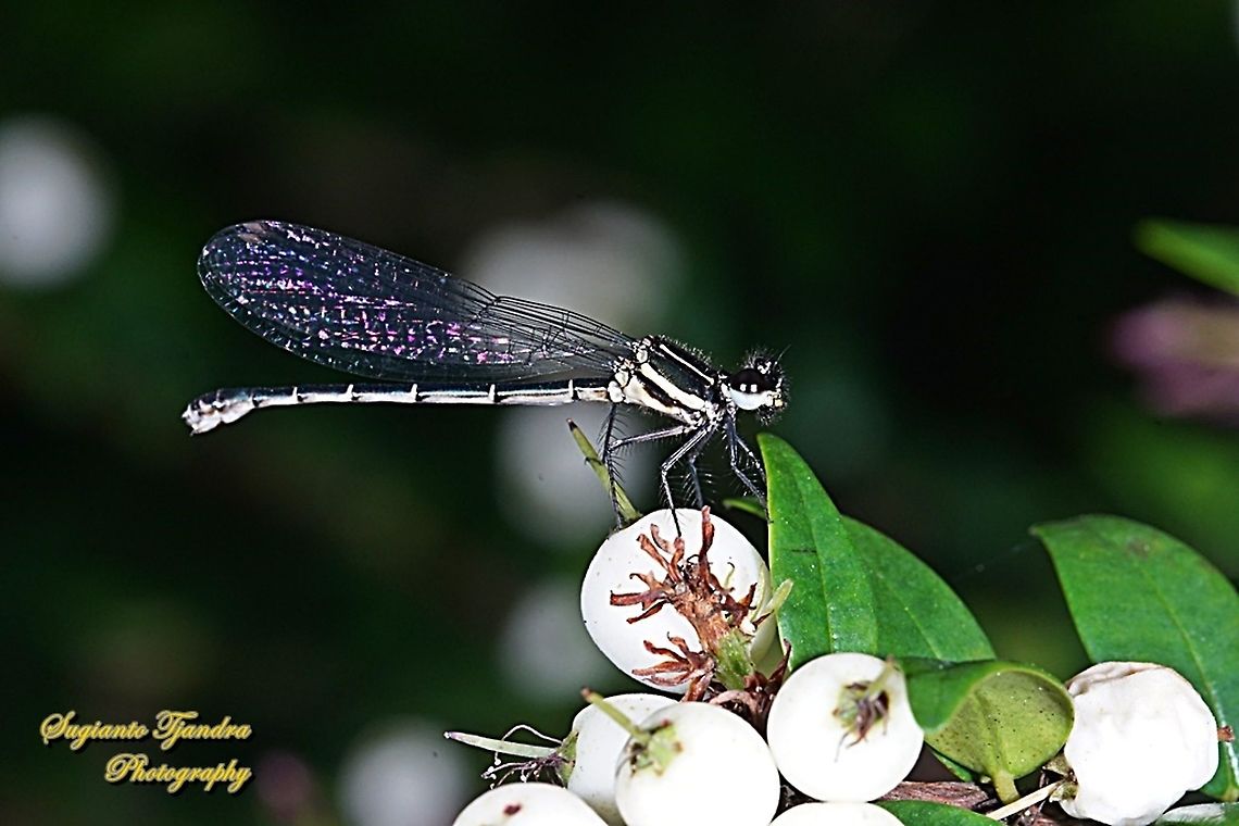 Marsh Dancer Damselfly (Onychargia atrocyana) - Male  Geotagged,Indonesia,Marsh dancer,Onychargia atrocyana,Summer