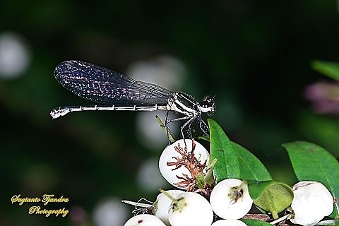 Marsh Dancer Damselfly (Onychargia atrocyana) - Male  Geotagged,Indonesia,Marsh dancer,Onychargia atrocyana,Summer