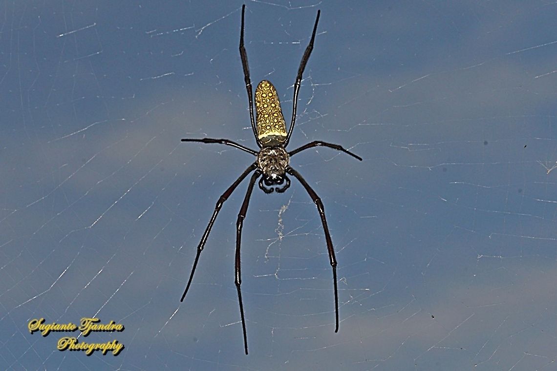 Nephila clavipes, The Golden Silk Orb Weaver - Trichonephila clavipes  Geotagged,Indonesia,Summer,Trichonephila clavipes