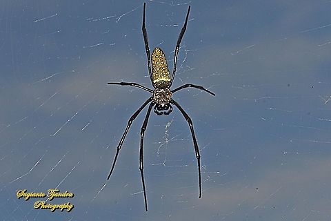 Nephila clavipes, The Golden Silk Orb Weaver - Trichonephila clavipes  Geotagged,Indonesia,Summer,Trichonephila clavipes