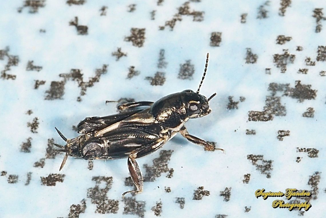 Pygmy Mole Cricket, Tridactylidae  Geotagged,Indonesia,Summer