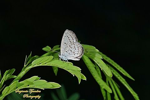 Lesser Grass Blue, Zizina otis annetta  Geotagged,Indonesia,Lesser grass blue,Summer,Zizina otis