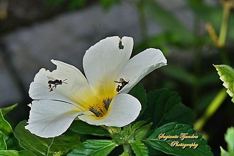 A Stingless Honey Bee (Meliponini) looking for nectar onto White buttercup, Turnera subulata  Geotagged,Indonesia,Summer