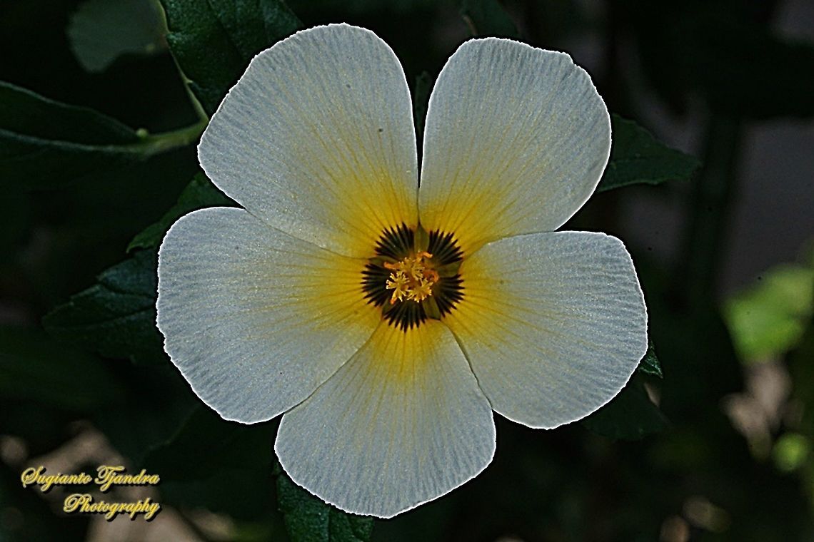 White buttercup flower, Turnera subulata  Geotagged,Indonesia,Summer,Turnera subulata,turnera subulata