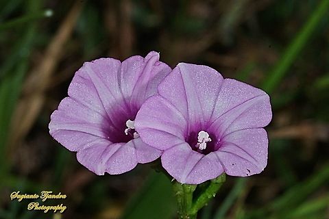 Littlebell/Three-lobe morning glory (Ipomoea triloba)  Aiea morning glory,Geotagged,Indonesia,Ipomoea triloba,Summer