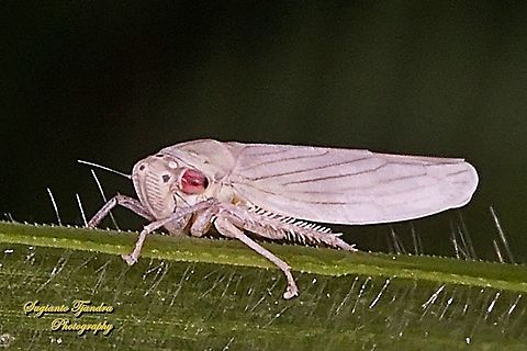 Leafhopper, Cicadellidae Sp.  Geotagged,Indonesia,Summer