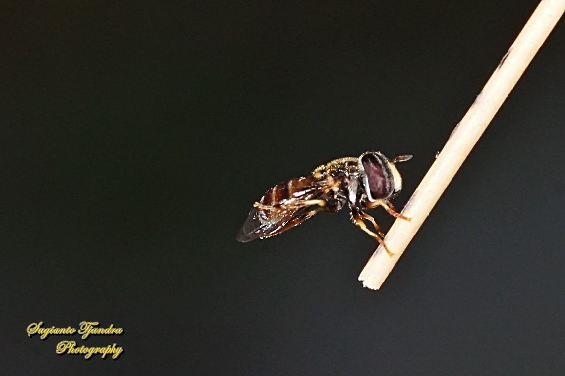 Hoverfly  Geotagged,Indonesia,Summer