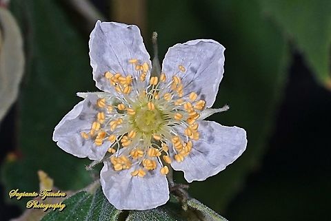 Bunga Kersen /Muntingia calabura, Muntingiaceae  Geotagged,Indonesia,Muntingia,Muntingia calabura,Summer