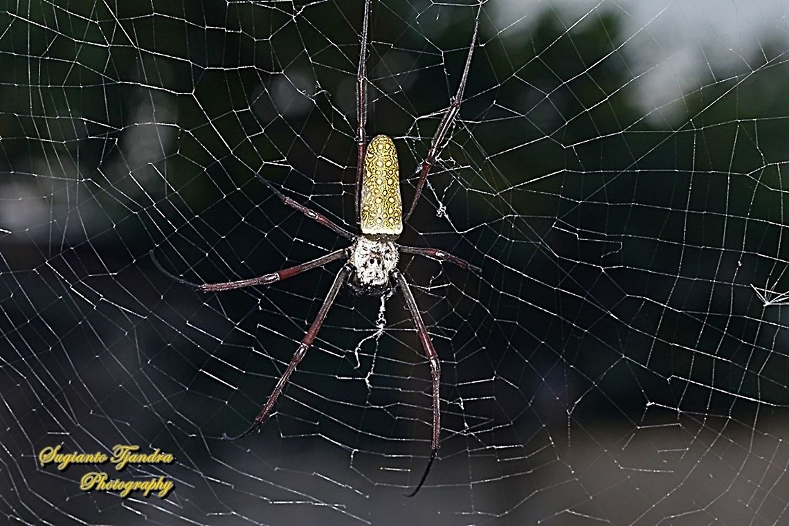 Nephila clavipes, The Golden Silk Orb Weaver - Trichonephila clavipes  Geotagged,Indonesia,Summer,Trichonephila clavipes