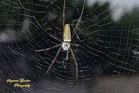 Nephila clavipes, The Golden Silk Orb Weaver - Trichonephila clavipes  Geotagged,Indonesia,Summer,Trichonephila clavipes