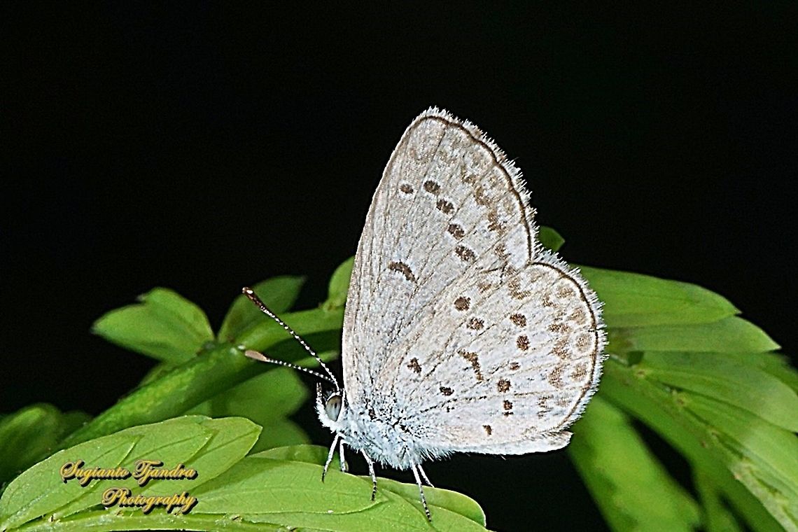 Lesser Grass Blue, Zizina otis annetta.  Geotagged,Indonesia,Lesser grass blue,Summer,Zizina otis