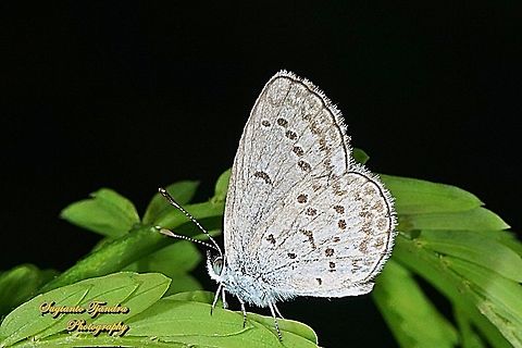Lesser Grass Blue, Zizina otis annetta.  Geotagged,Indonesia,Lesser grass blue,Summer,Zizina otis