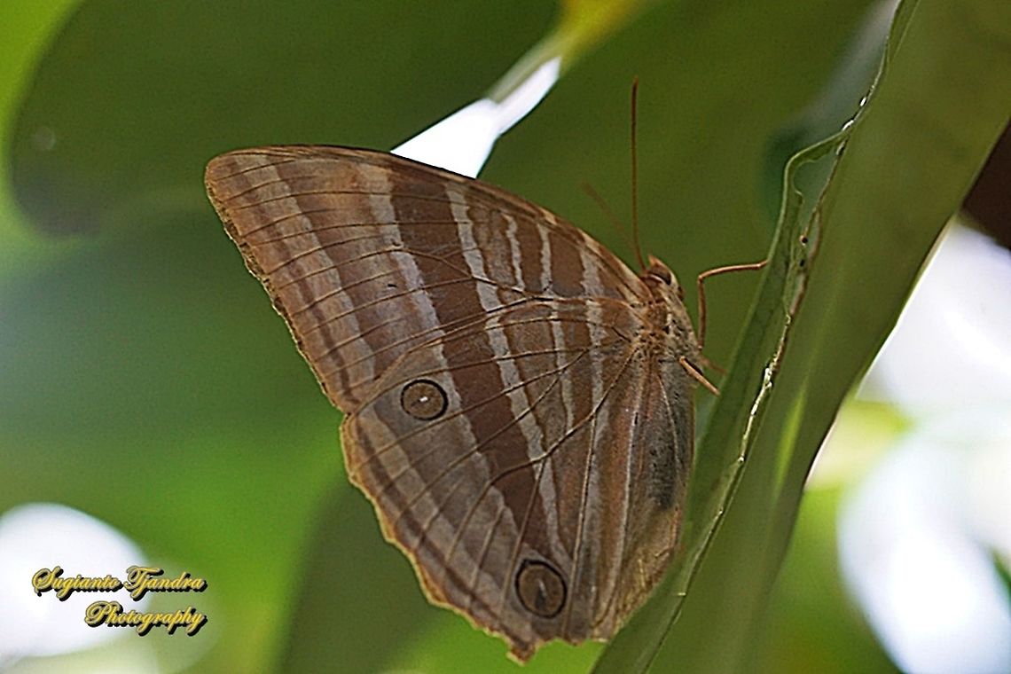 Palm King Butterfly, Amathusia phidippus  Amathusia phidippus,Geotagged,Indonesia,Palmking,Summer